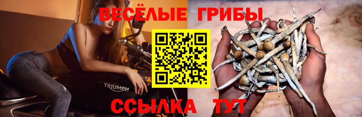 купить наркоту  Галлюциногенные грибы MAGIC MUSHROOMS  Вход с VPN  Саяногорск 